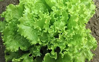 КУЧЕРЯВЕЦ ОДЕССКИЙ