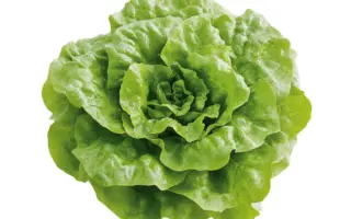 МОСКОВСКИЙ ПАРНИКОВЫЙ