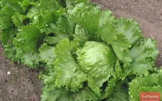 КРУПНОКОЧАННЫЙ