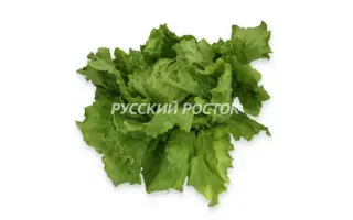 АЛЬТОЗАНАС