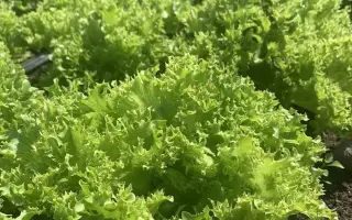 КУЧЕРЯВЕЦ ПАРТНЕР