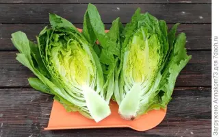 ЗЕЛЕНЫЙ ГРАФ