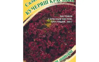 КУЧЕРЯШ КРАСНЫЙ