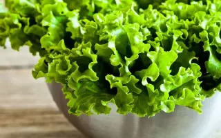 КУЧЕРЯШ ЗЕЛЕНЫЙ