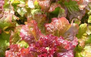 ЧЕРВОНА РУТА