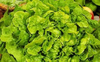 БОГАТАЯ ГРЯДКА