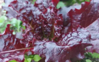 БРАЗИЛЬСКИЙ КАРНАВАЛ