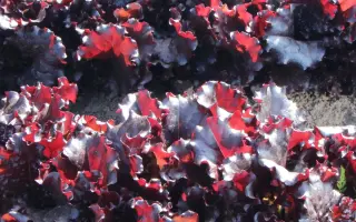 ГРАНАТОВЫЙ СОК