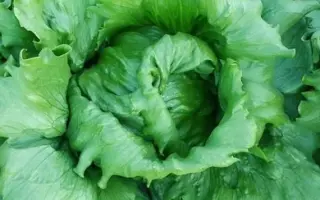 ПРОТЕКЦИОНИСТ