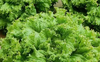 СЫТНАЯ СВЕЖЕСТЬ