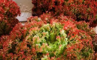 ХРУСТЬ-ХРУСТЬ