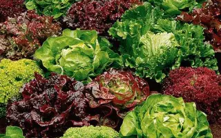 РАЗНОЦВЕТНОЕ КРУЖЕВО