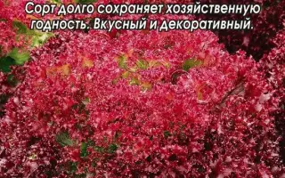 ГРАНАТОВЫЙ САД