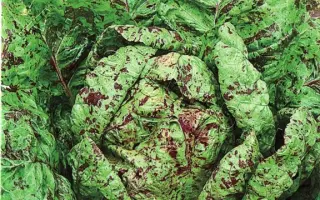 КОРОЛЕВСКИЙ ПИР