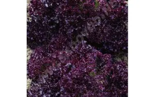 ГРАНАТОВЫЕ КРУЖЕВА