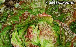 ВИТАМИННЫЙ СУНДУЧОК