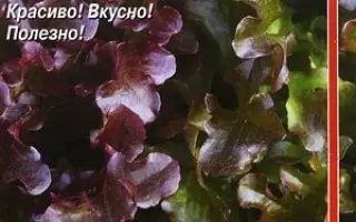 МОРОЗКО РУБИНОВЫЙ