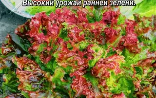 СЕЗОН ЧУДЕС