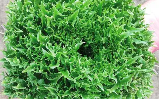 ФРИЛЛ ГРИН 2