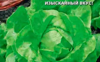 КОРОЛЬ МАЙЯ