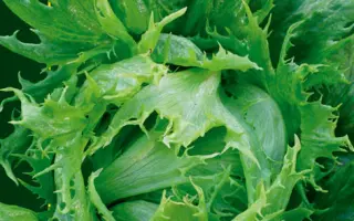 КОРОЛЕВА ЛЬДА