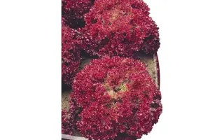 ЛОЛЛО ПРЕМИУМ