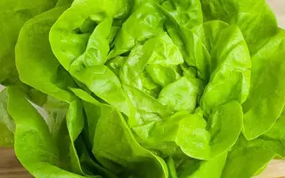 АТТРАКЦИОН