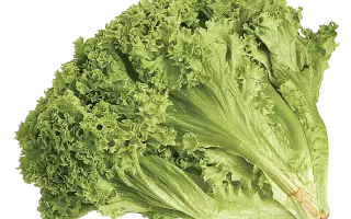 ЛОЛЛО БИОНДА