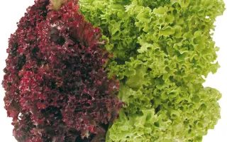 ЛОЛЛО РОССА