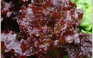 ВИШНЕВАЯ ДЫМКА