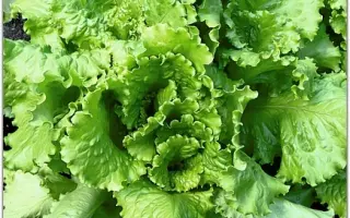 КУЧЕРЯВЕЦ ГРИБОВСКИЙ