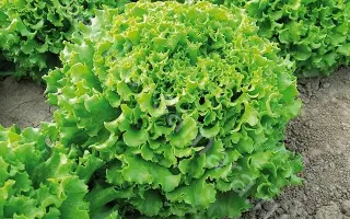 ГРАНД РАПИДС