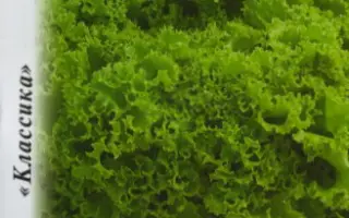 ИЗУМРУДНОЕ КРУЖЕВО НК