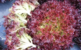 РУБИНОВОЕ КРУЖЕВО НК