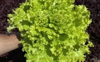 КУЧЕРЯВЕЦ СЕМКО