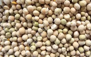 МЕЛКОСЕМЯННЫЙ 2