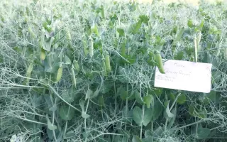 ДОКУЧАЕВСКИЙ