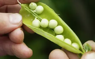 ТУЛУНСКИЙ 202