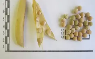 ТРИУМФ СИБИРИ