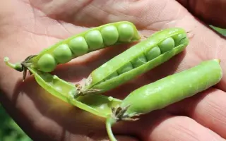 ФАЛЕНСКИЙ ЮБИЛЕЙНЫЙ