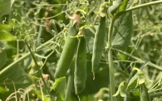 ДОНСКОЙ КОРМОВОЙ