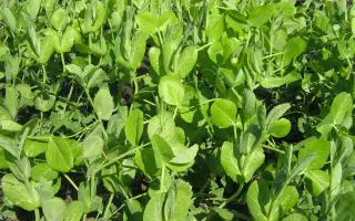 НОВОСИБИРЕЦ