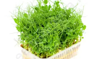 ЛУЧЕЗАРНЫЙ