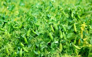 АЛТАЙСКИЙ УСАТЫЙ