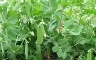 ЗАУРАЛЬСКИЙ 3