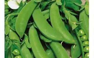 АКСАЙСКИЙ УСАТЫЙ 5