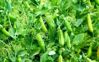 АКСАЙСКИЙ УСАТЫЙ 10