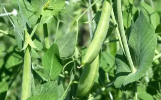 АКСАЙСКИЙ УСАТЫЙ 7