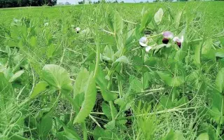 УСАТЫЙ КОРМОВОЙ