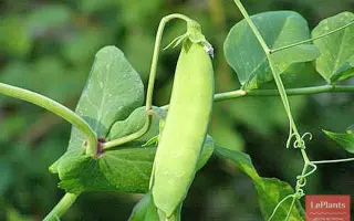 НЕИСТОЩИМЫЙ 195